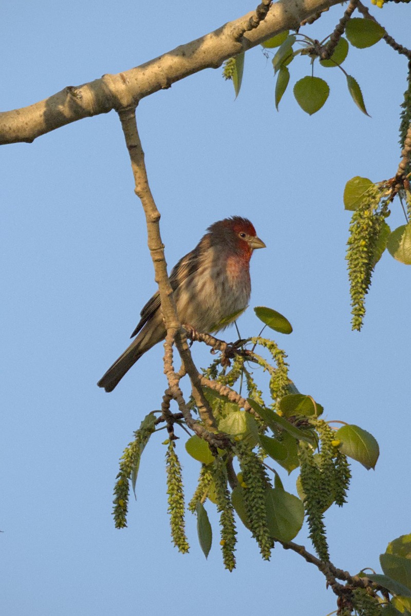 House Finch - ML644381718