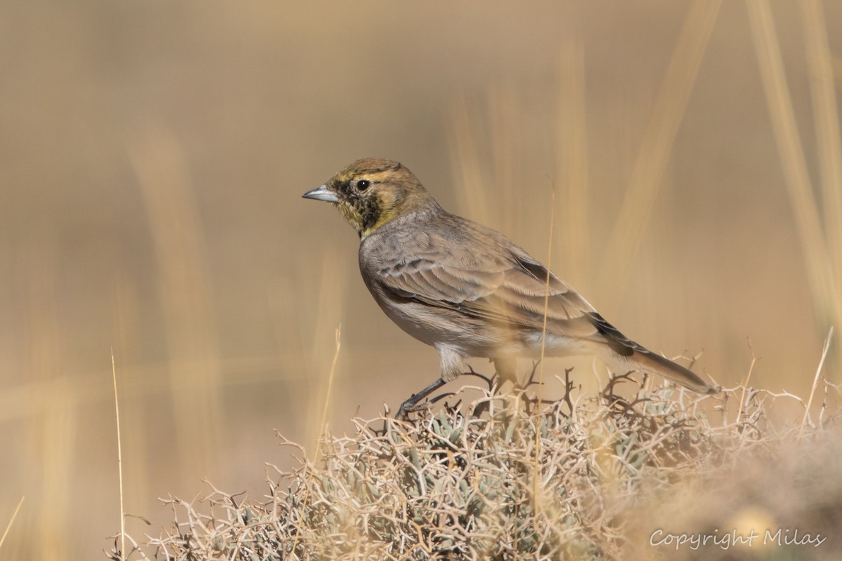 ハマヒバリ（atlas） - ML644381722