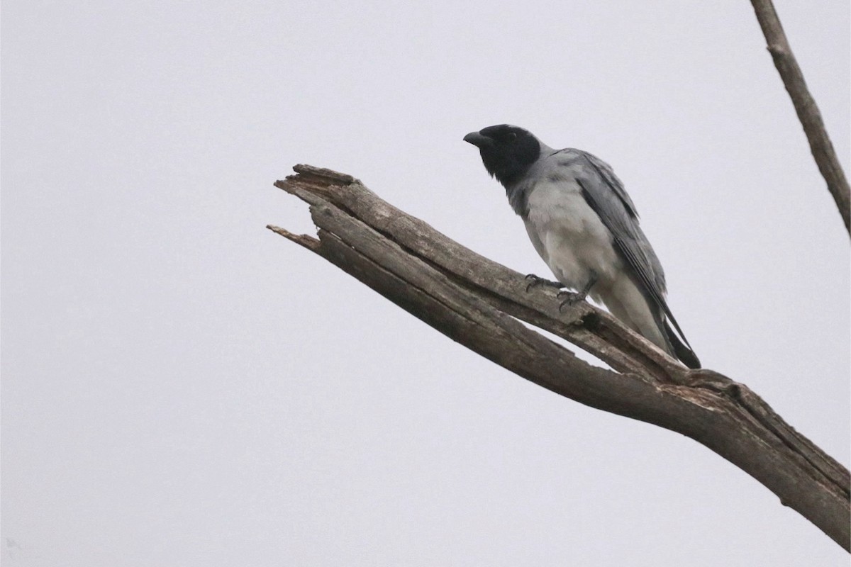 Black-faced Cuckooshrike - ML644381734