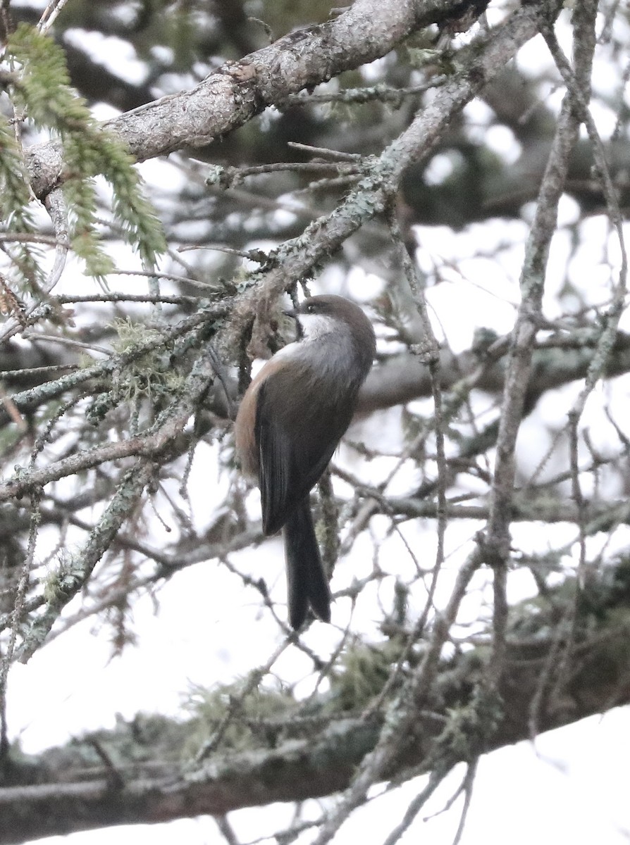Boreal Chickadee - ML644381742