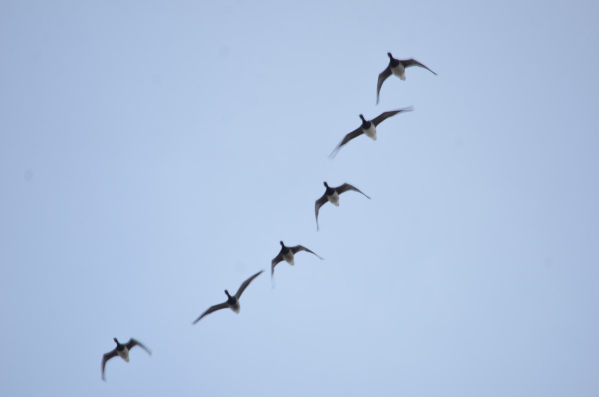 Brant (Pale-bellied) - ML644381758