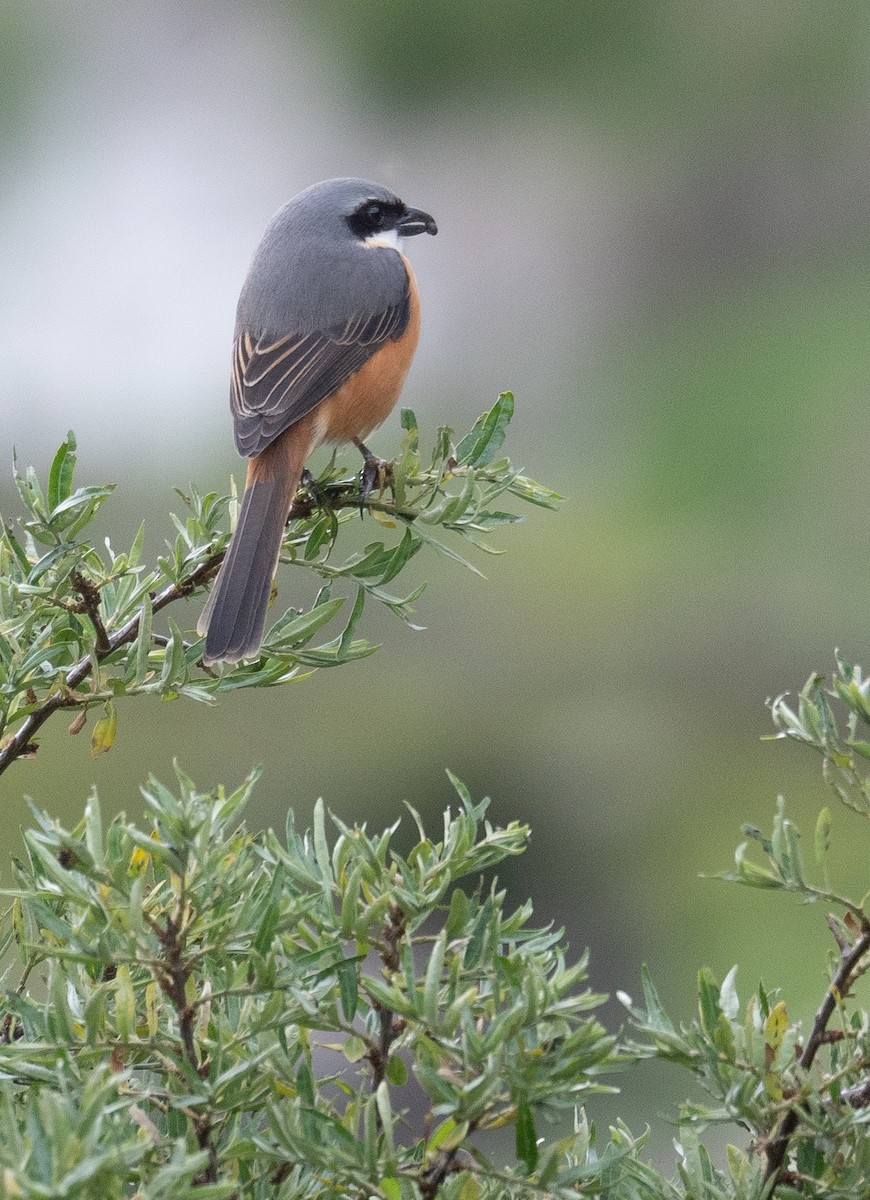 Gray-backed Shrike - ML644381763