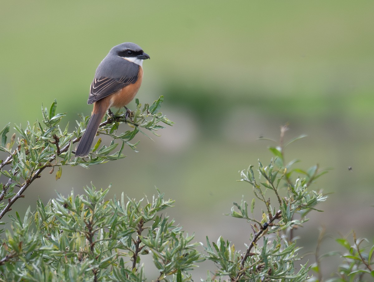 Gray-backed Shrike - ML644381764