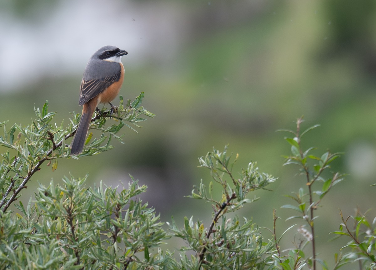 Gray-backed Shrike - ML644381765