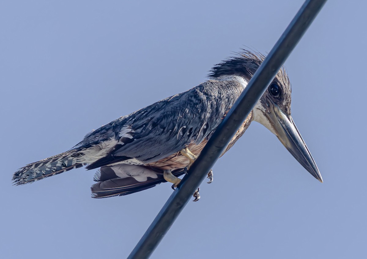 rybařík obojkový - ML644381767