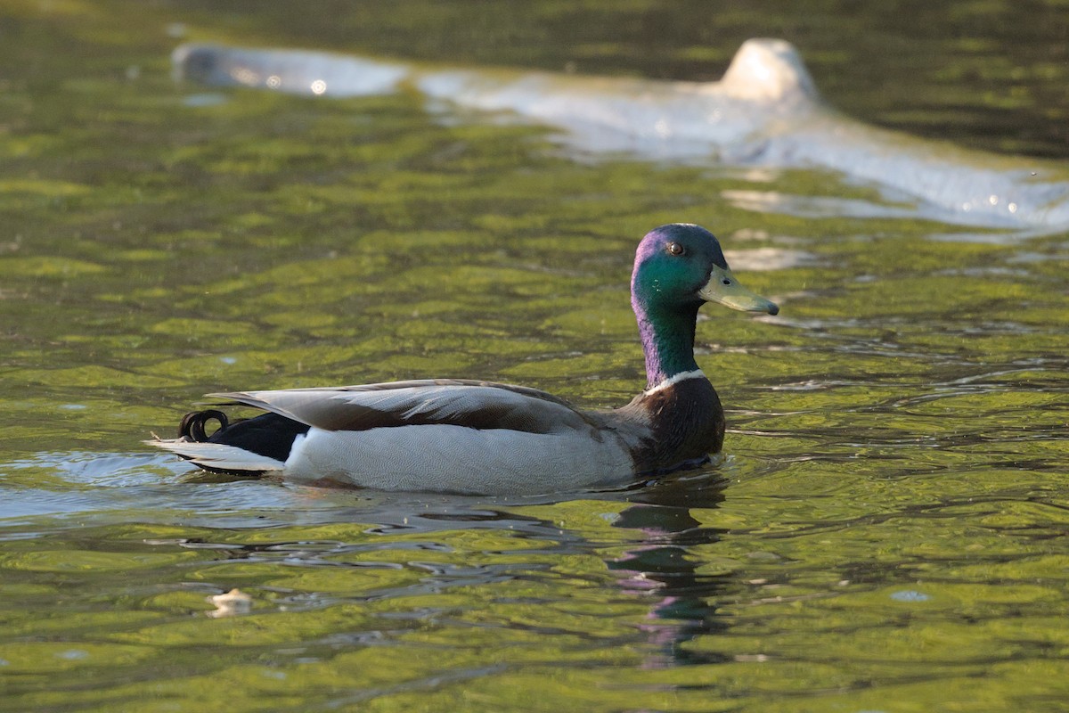 Mallard - ML644381768