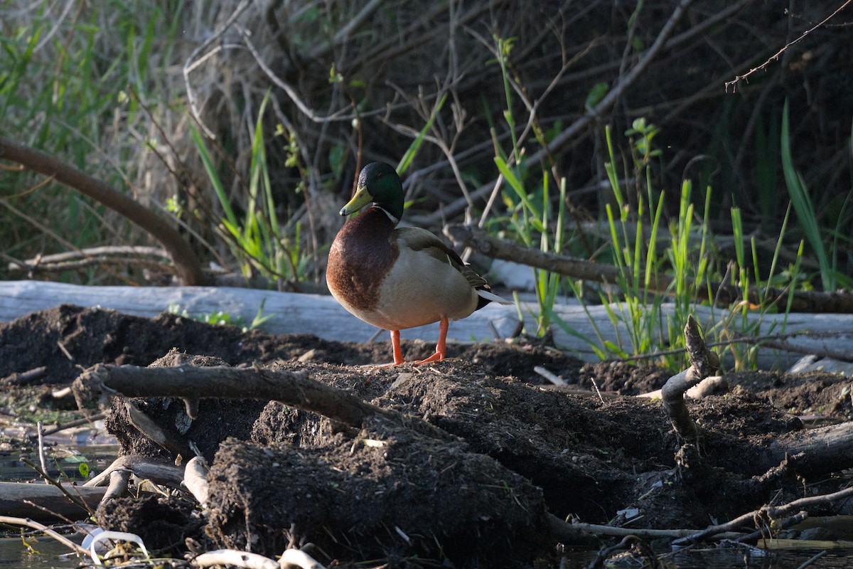 Mallard - ML644381769