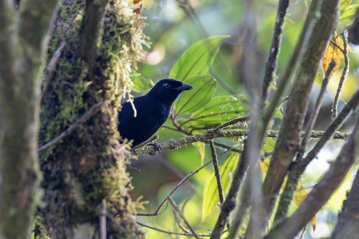 Willard's Sooty Boubou - ML644381775