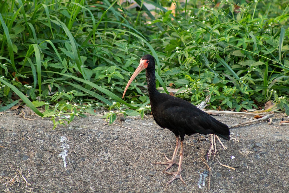 Bare-faced Ibis - ML644381776