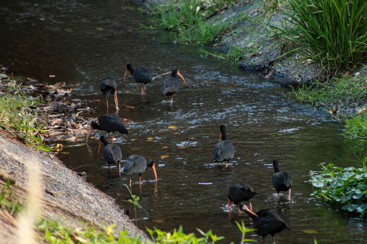 Bare-faced Ibis - ML644381777