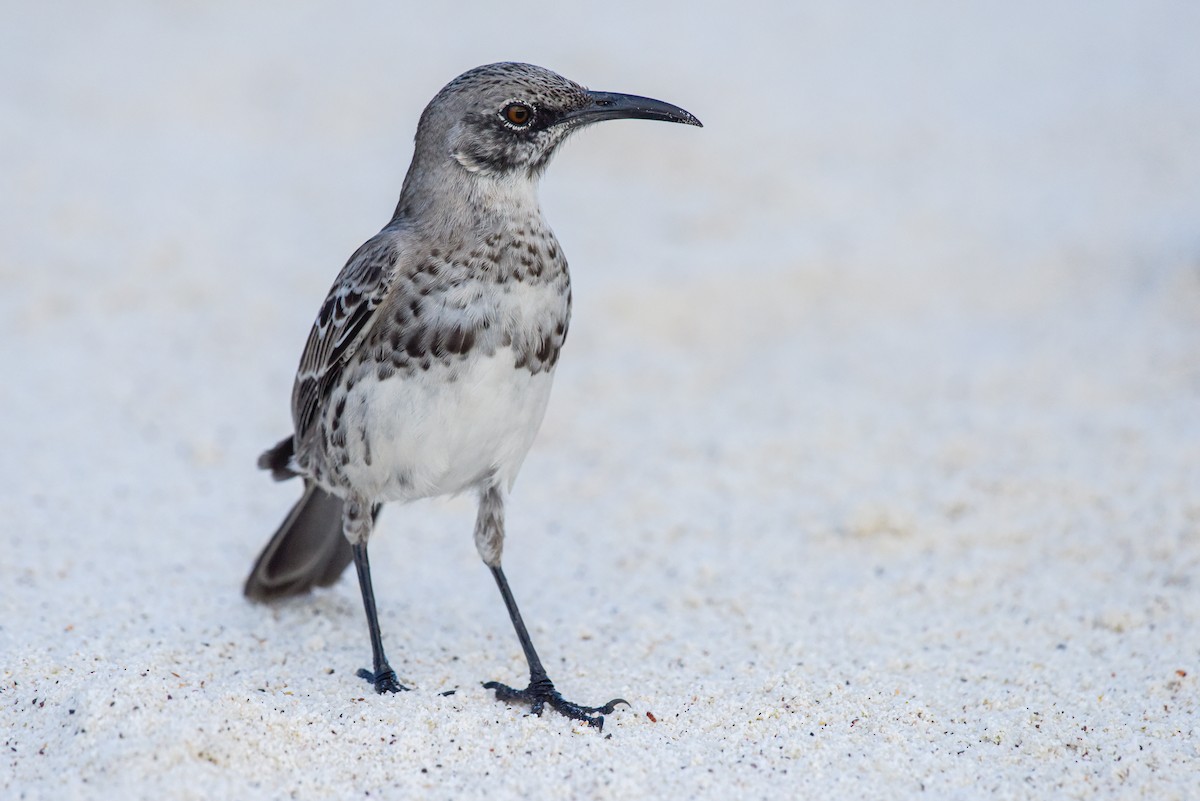 Española Mockingbird - ML644381782