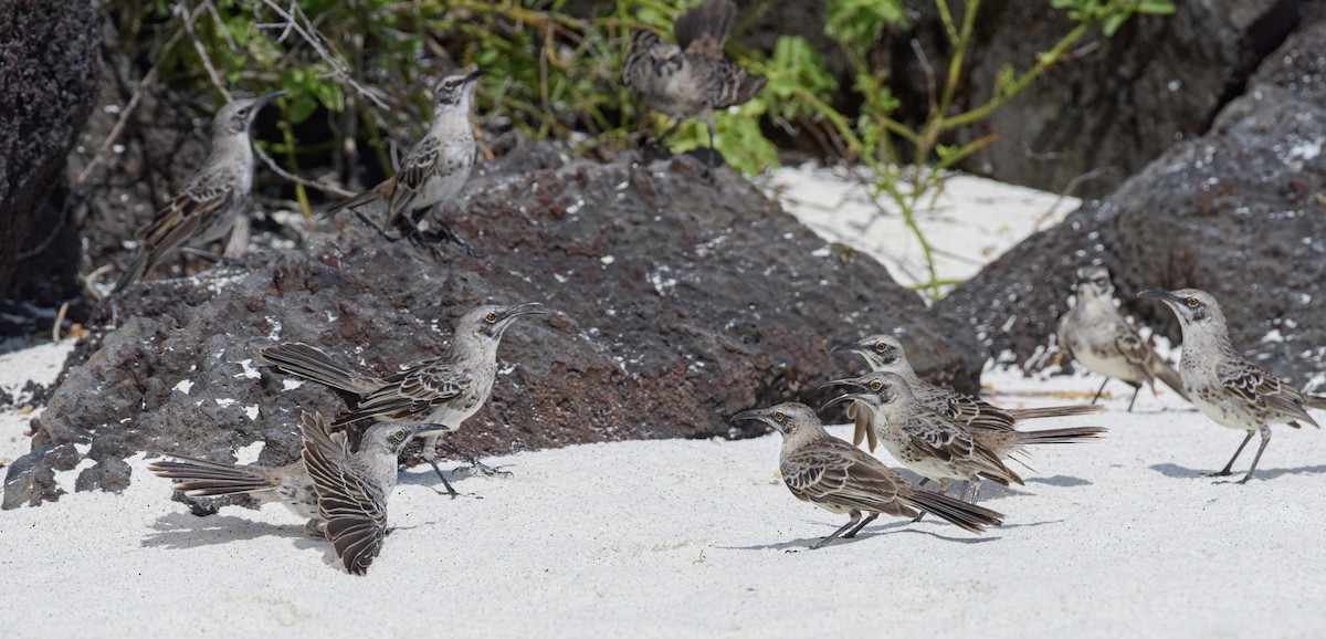 Española Mockingbird - ML644381783