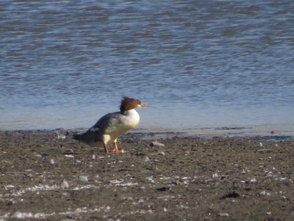 Common Merganser - ML644381787