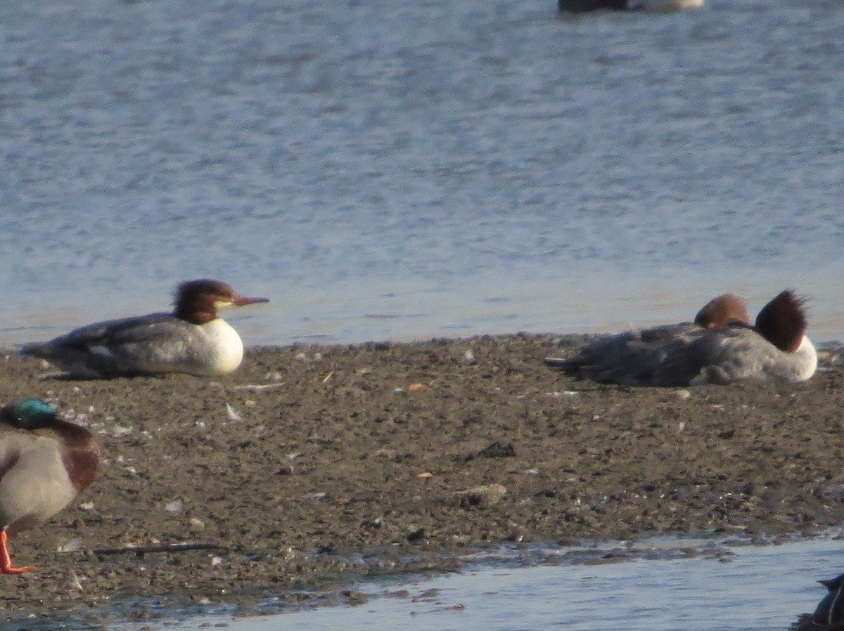 Common Merganser - ML644381788