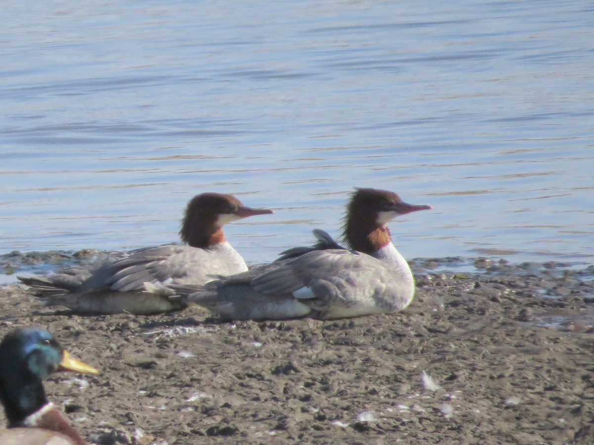 Common Merganser - ML644381789