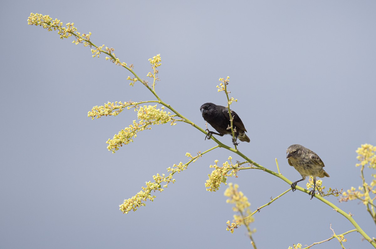Small Ground-Finch - ML644381791