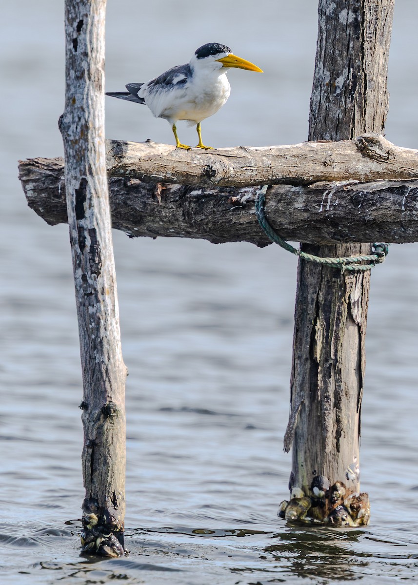 Large-billed Tern - ML644381794