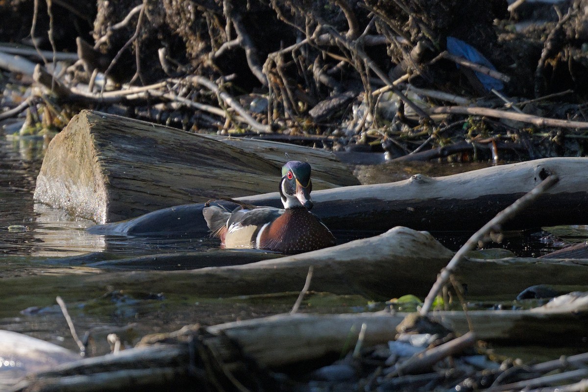 Wood Duck - ML644381803