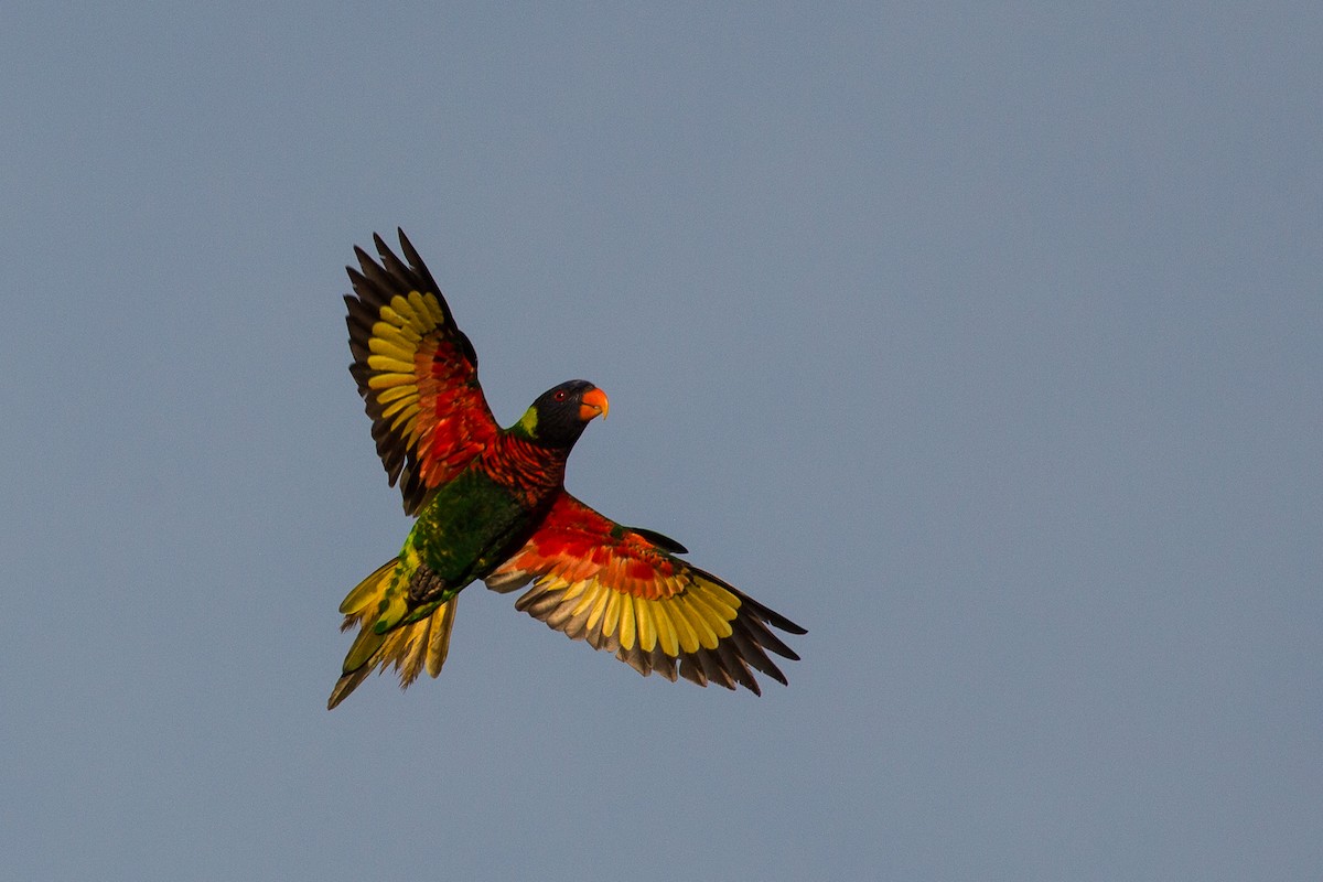 Coconut Lorikeet - ML644381817