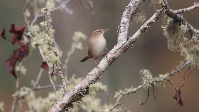 Marsh Wren - ML644381821