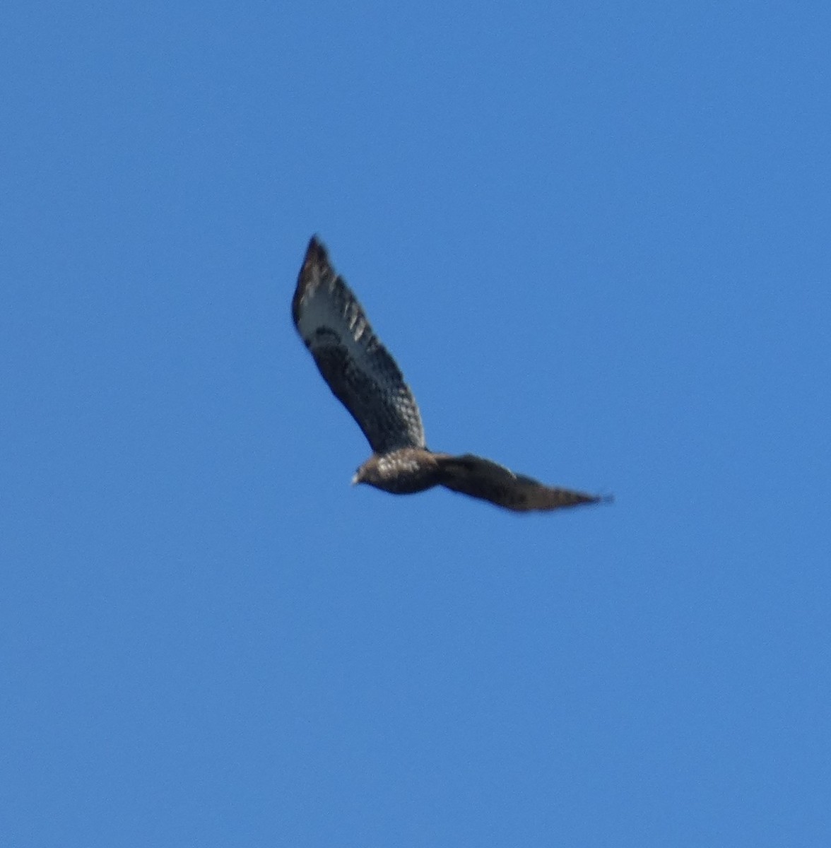 Short-tailed Hawk - ML644381822