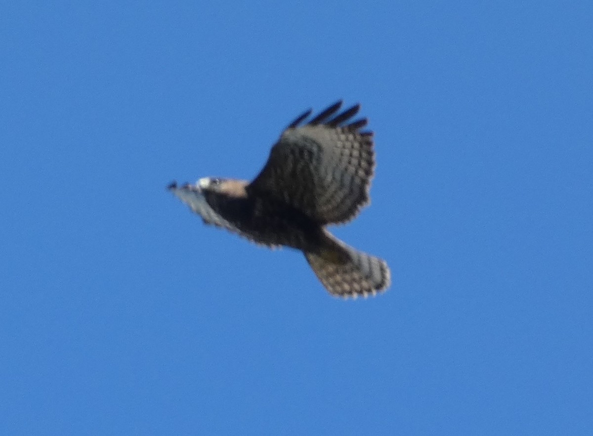 Short-tailed Hawk - ML644381823
