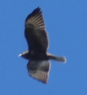 Short-tailed Hawk - ML644381824