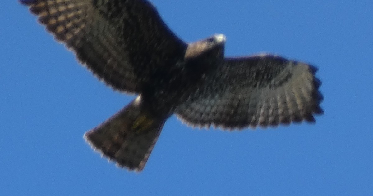 Short-tailed Hawk - ML644381825