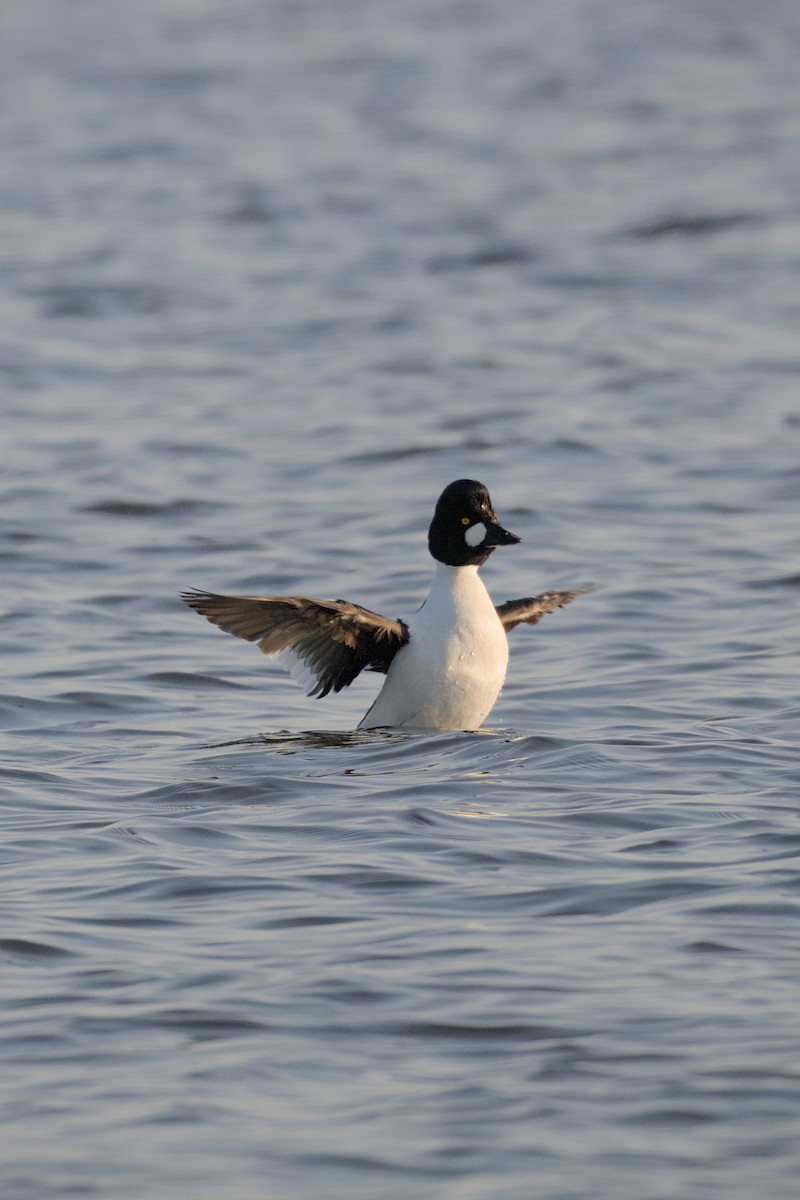 Гоголь - ML644381837