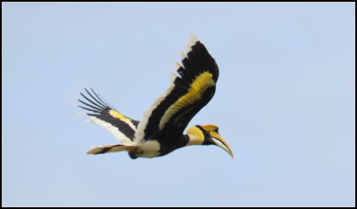Great Hornbill - ML644381838