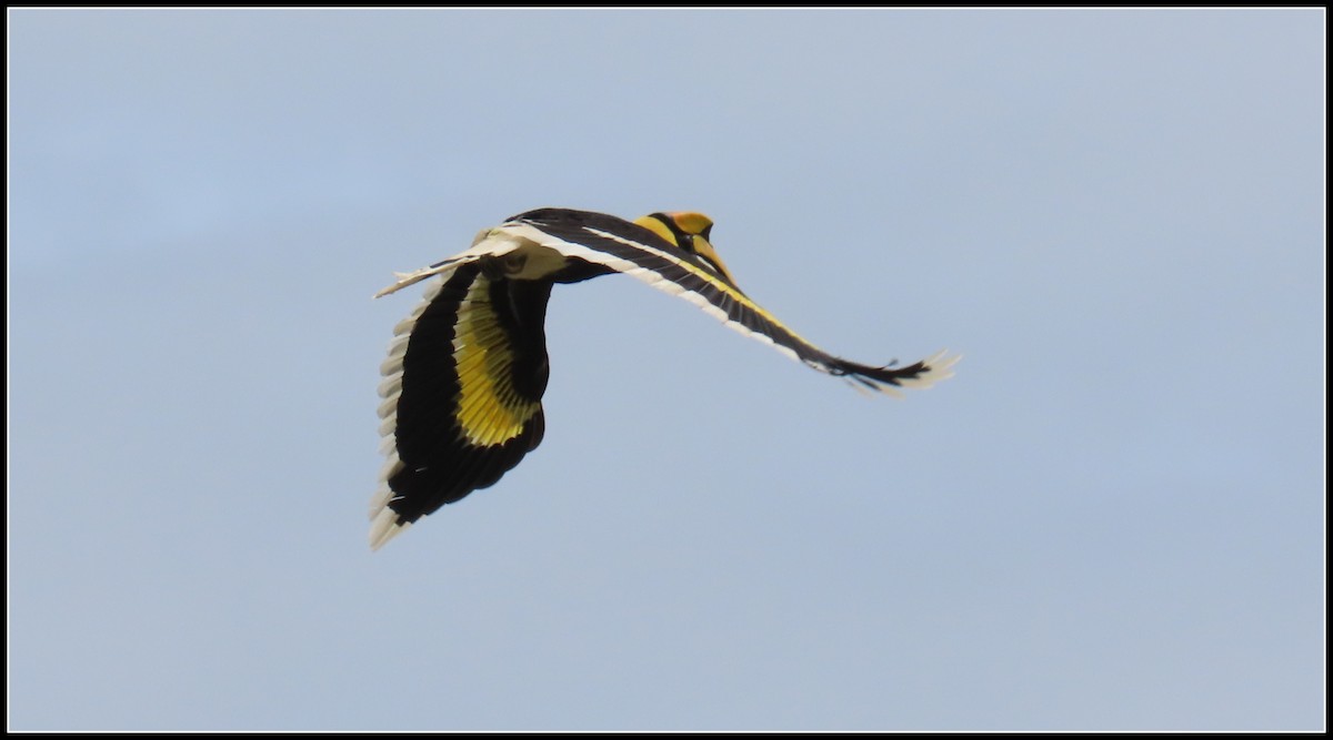 Great Hornbill - ML644381839