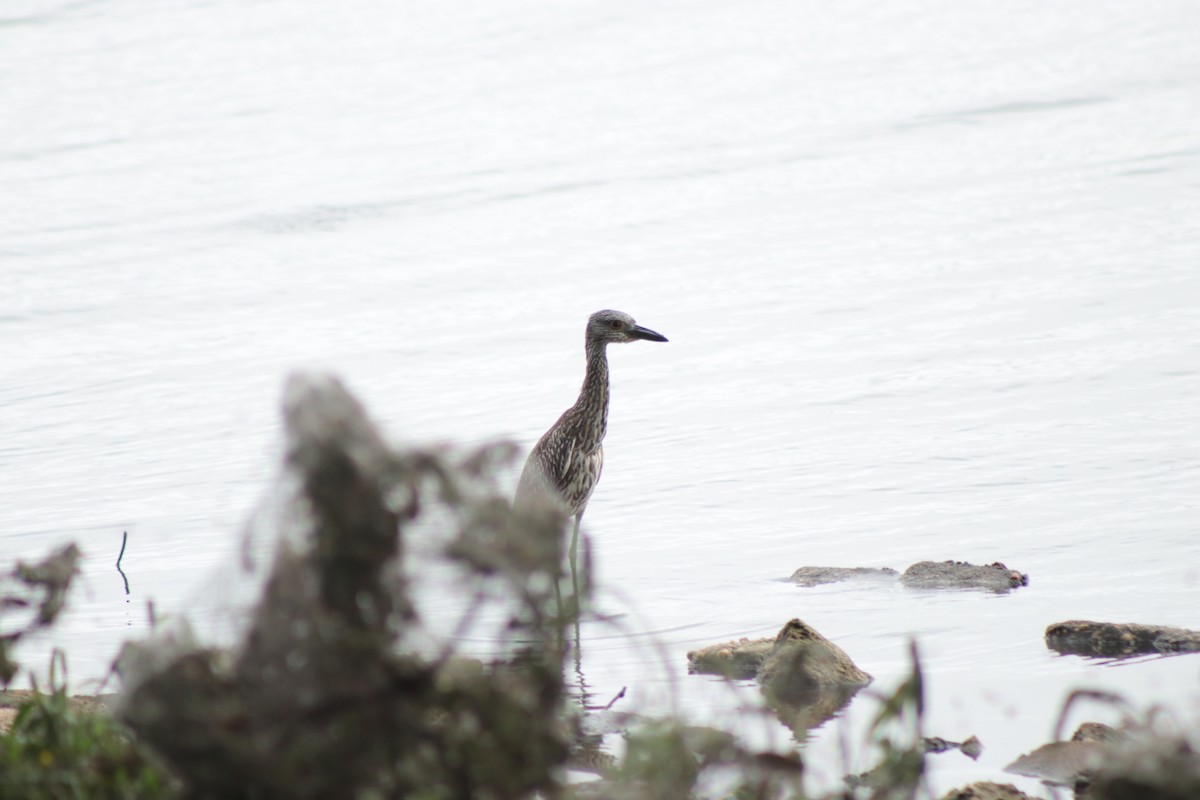 Sarı Tepeli Gece Balıkçılı - ML644381855