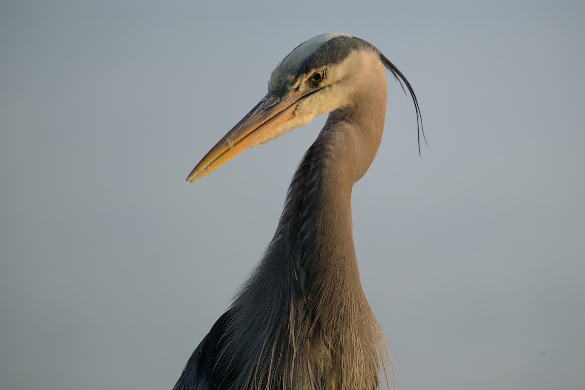 Great Blue Heron - ML644381875