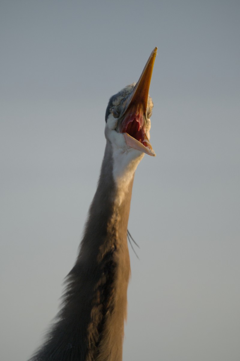 Great Blue Heron - ML644381876