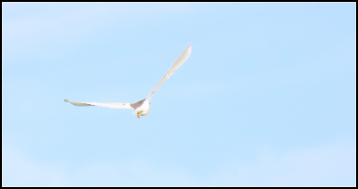 Chinese Pond-Heron - ML644381879
