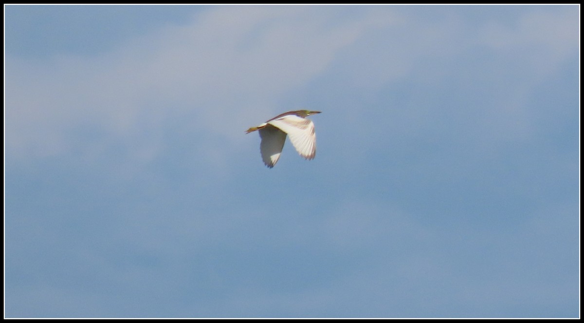Chinese Pond-Heron - ML644381880