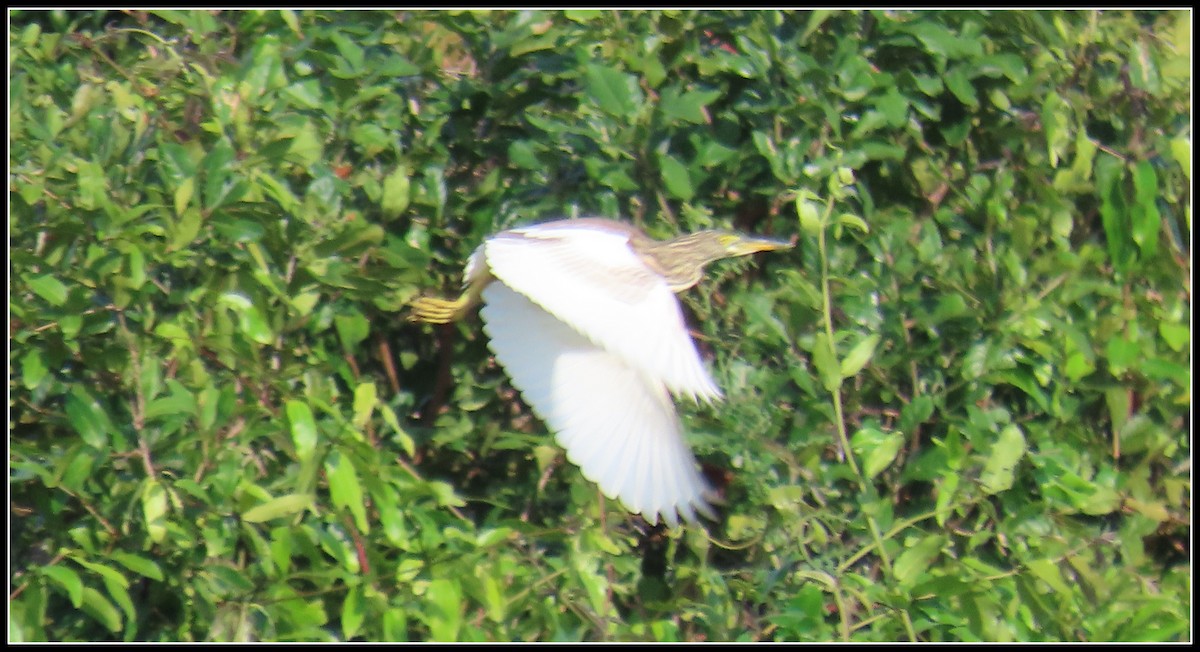 Chinese Pond-Heron - ML644381881