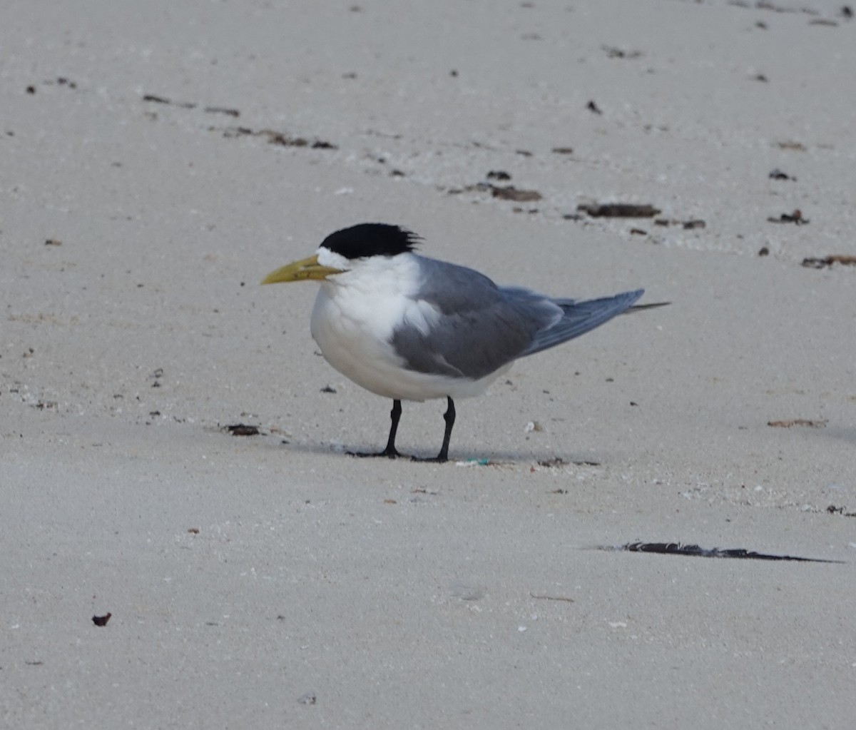 Крячок жовтодзьобий - ML644381885