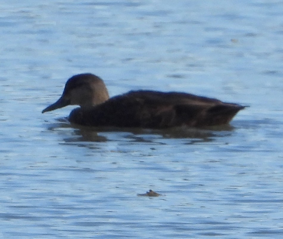 American Black Duck - ML644381887