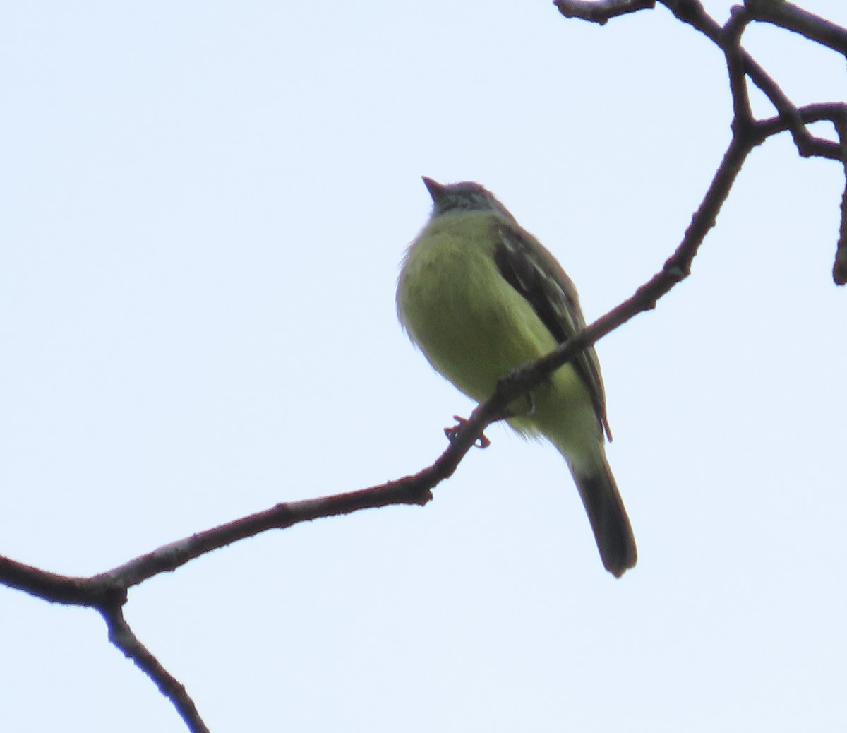 Yellow-crowned Tyrannulet - ML644381888