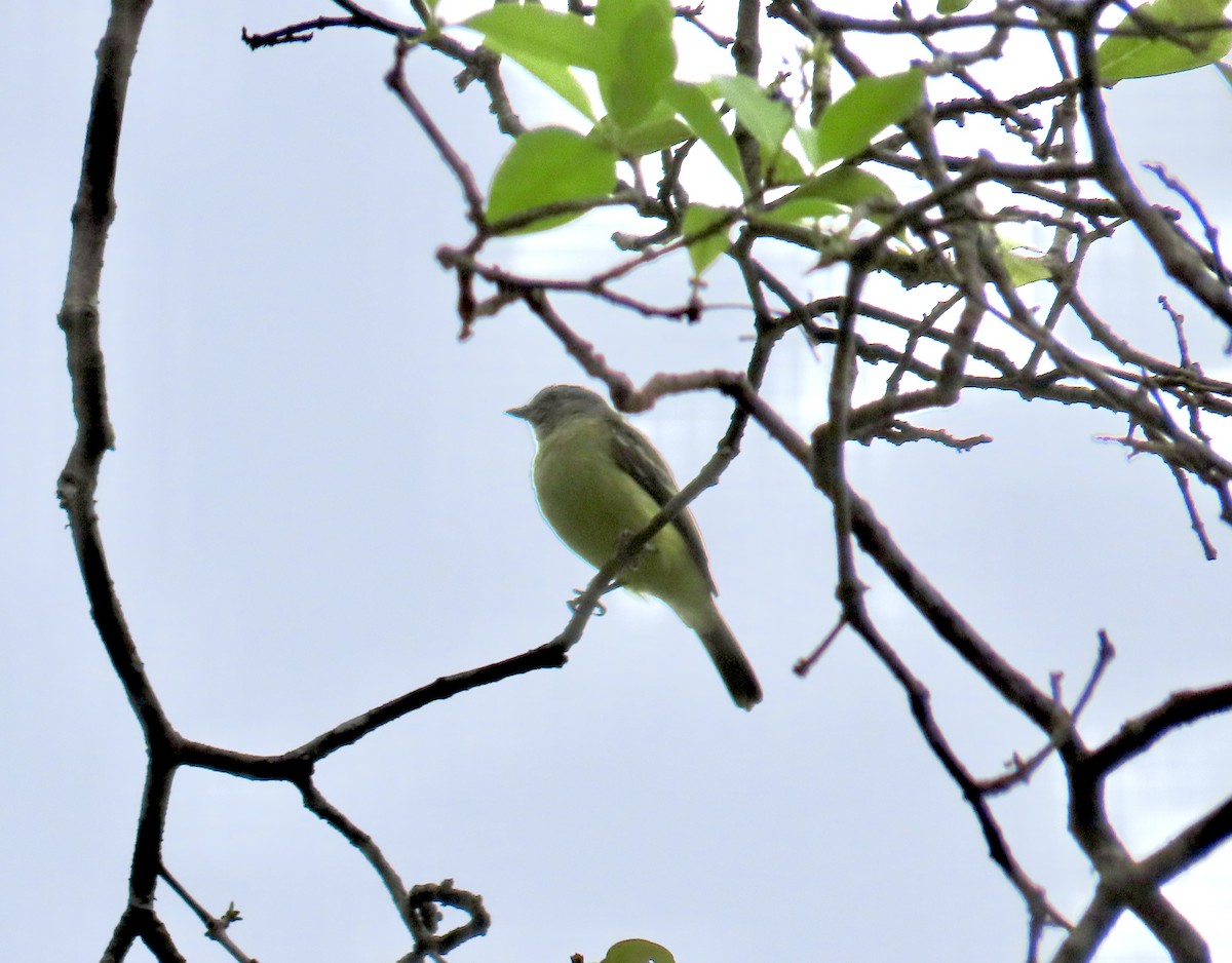 Yellow-crowned Tyrannulet - ML644381889