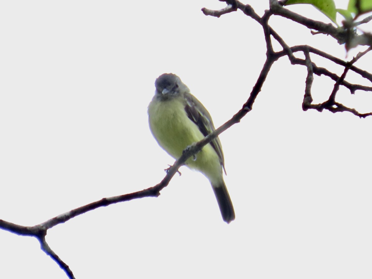 Yellow-crowned Tyrannulet - ML644381890