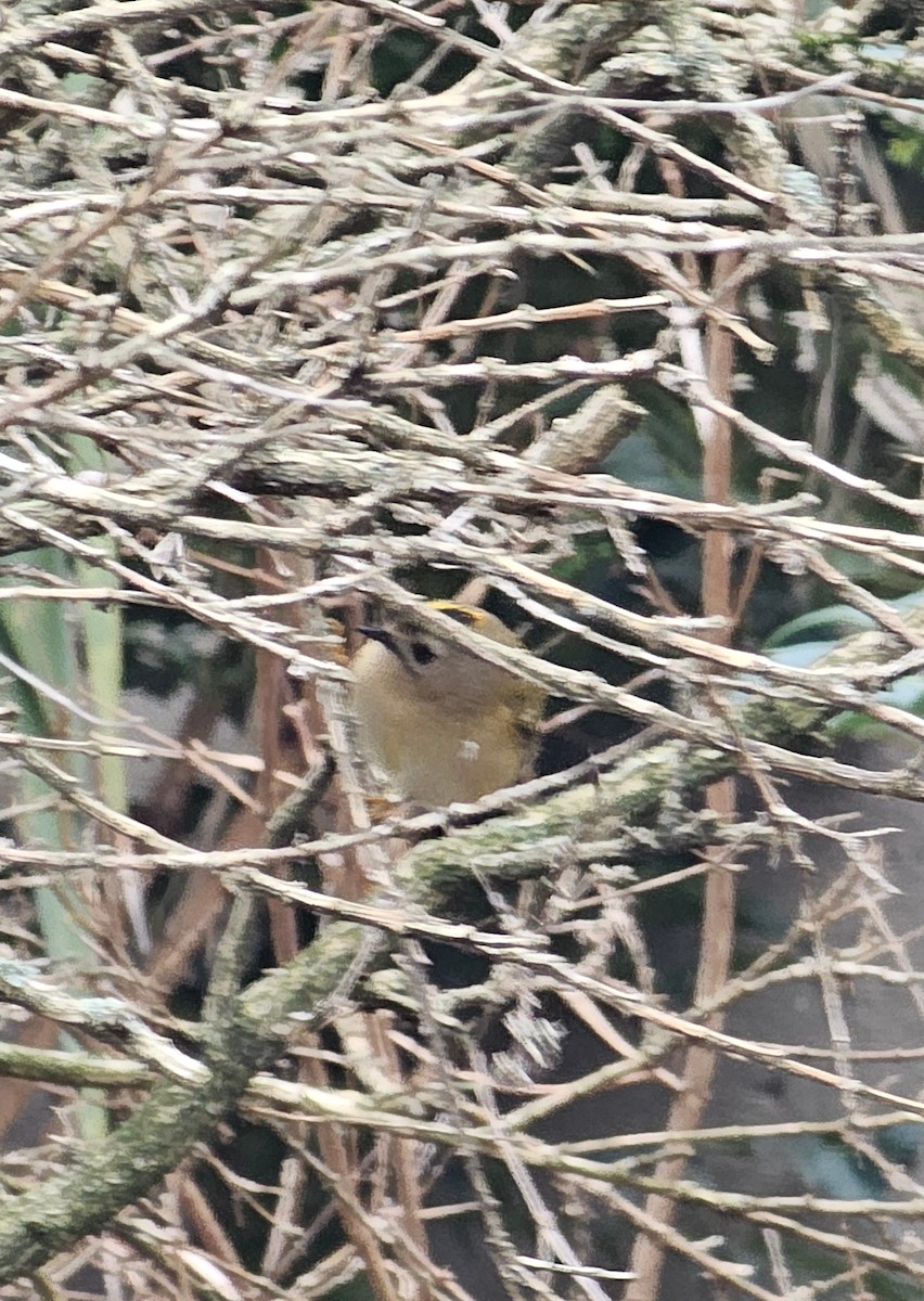Goldcrest - ML644381901