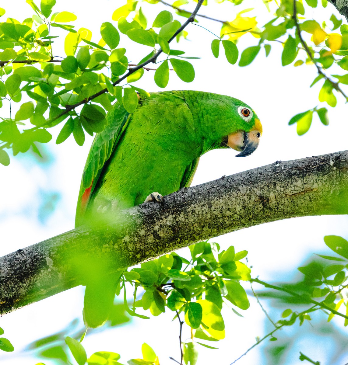 Yellow-crowned Amazon - ML644381907