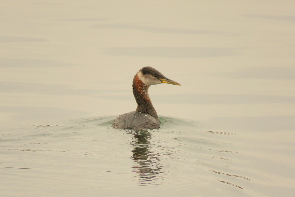Red-necked Grebe - ML644381908