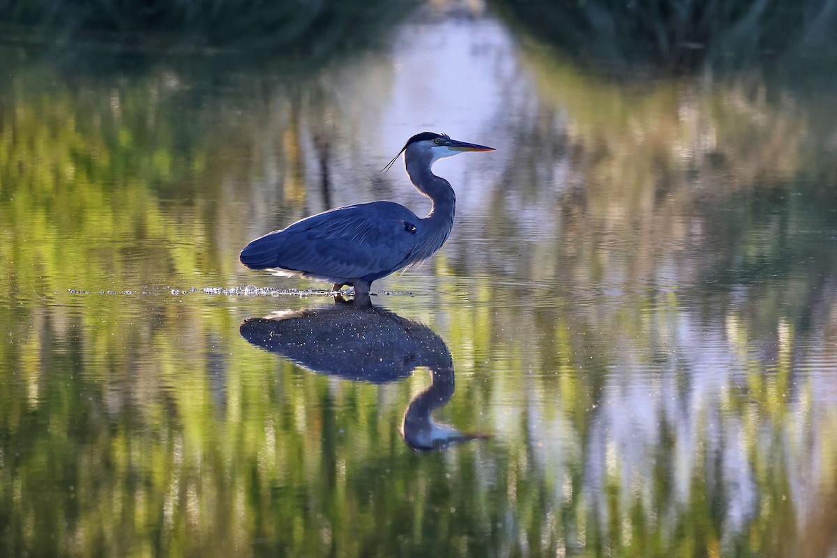 Great Blue Heron (Great Blue) - ML644381916