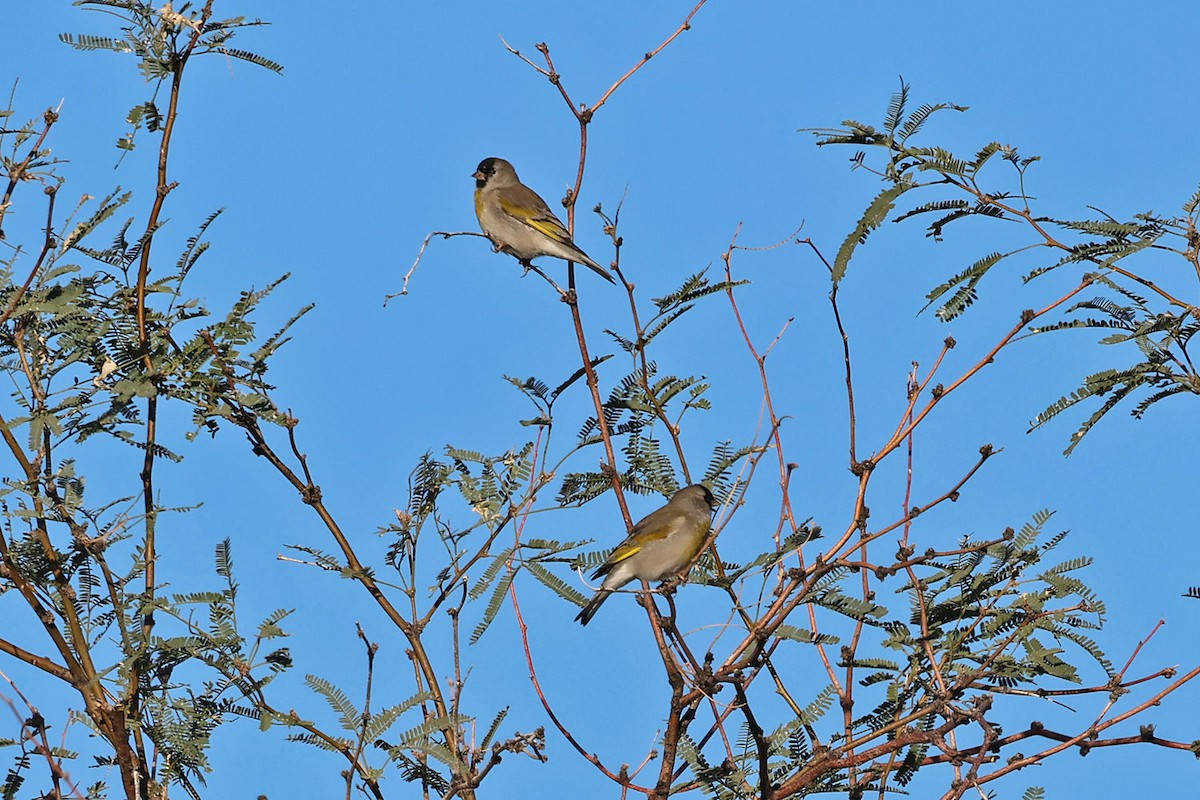 Lawrence's Goldfinch - ML644381923