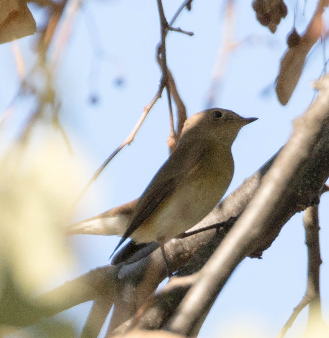 Red-breasted Flycatcher - ML644381932