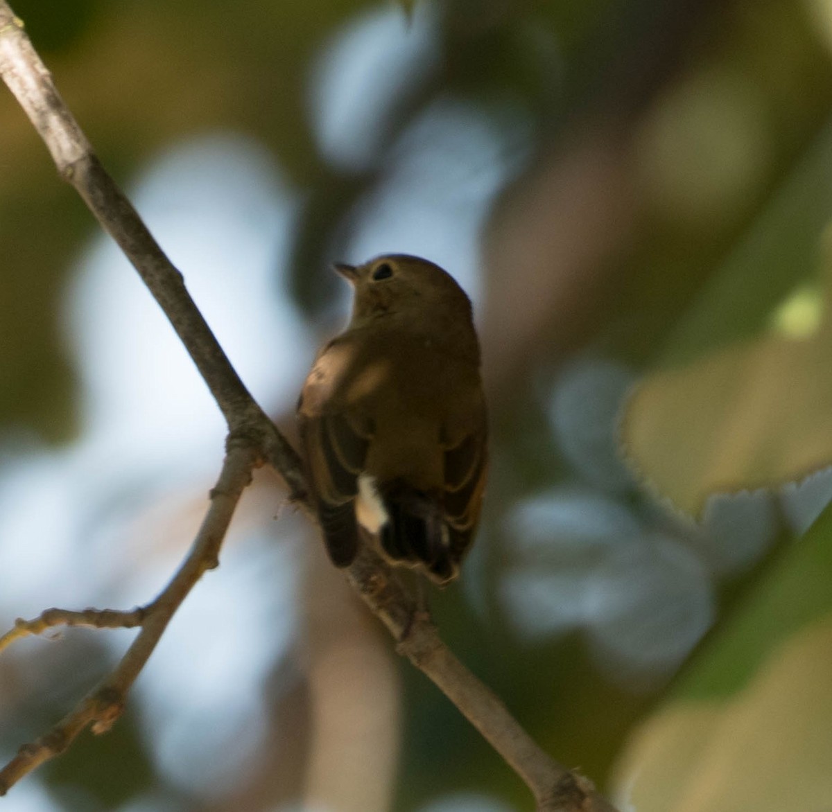 Red-breasted Flycatcher - ML644381933