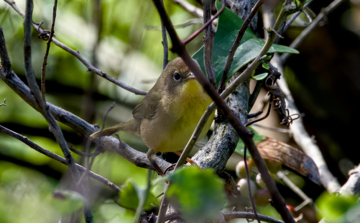 nordgulstrupe - ML644381934